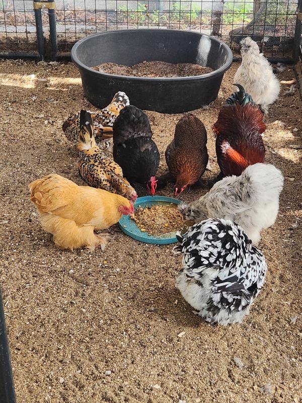 Bantams love it soaked first!
