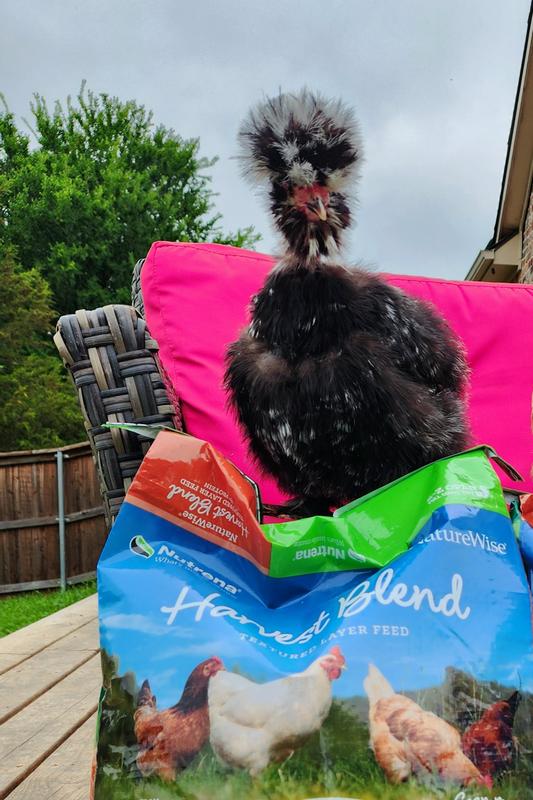 The feathered nuggets and their Nutrena!