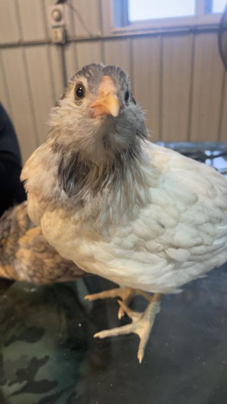 S'more the Easter Egger