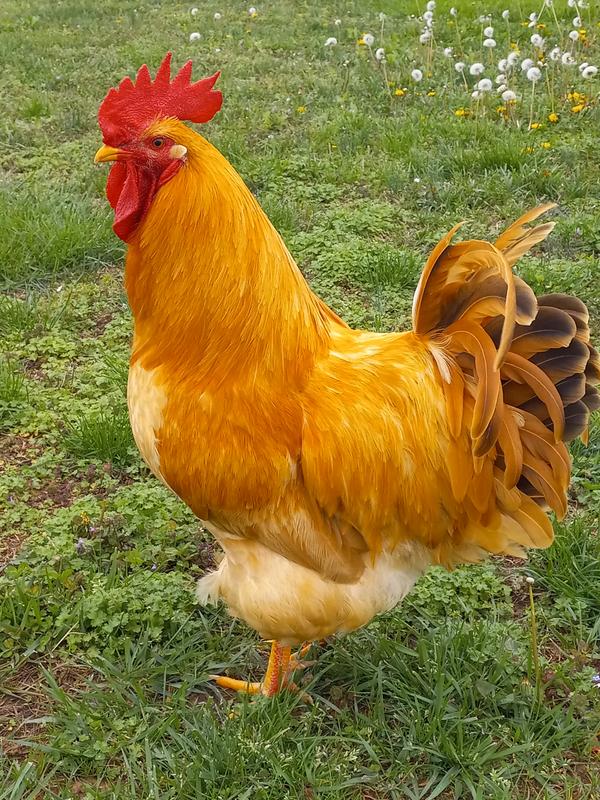 Silver laced Wyandotte hen and my Buff Orpington Rooster