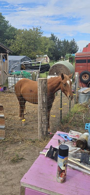 photo 1 is before when we bought her photo 2 is after 2 bags of Nutrena Fuel.
