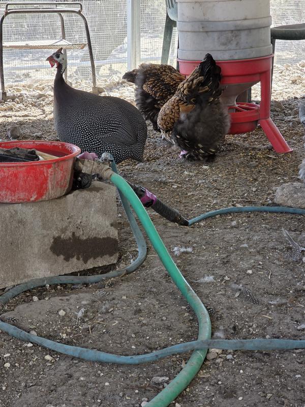Great egg production and all my flock eat with no issues