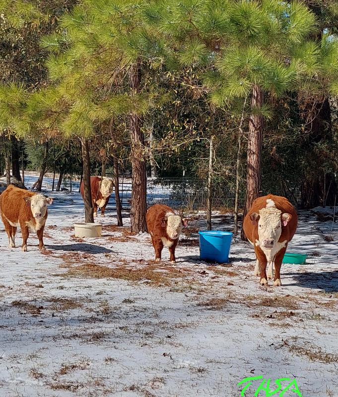 Quality Herd get the Best