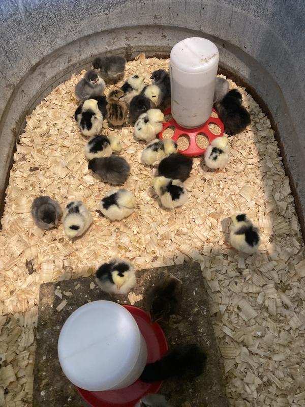 6th batch this year already on Naturewise chick starter.