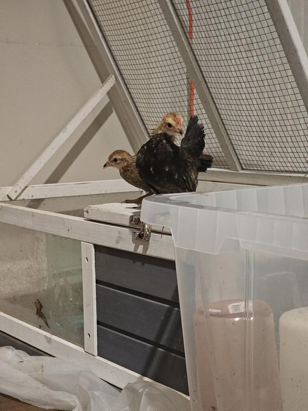 Feathers are coming out beautifully