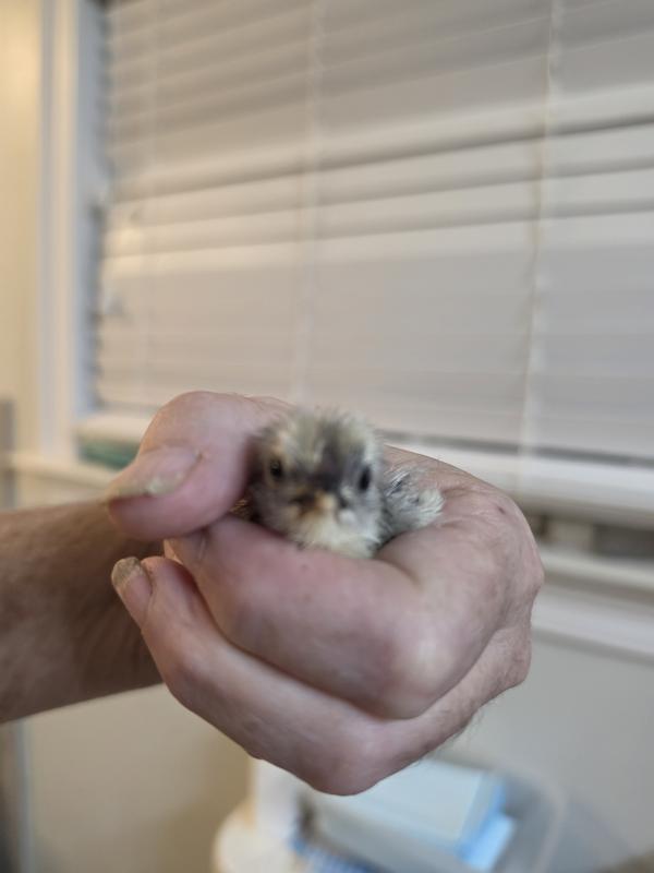 Chicks love it!