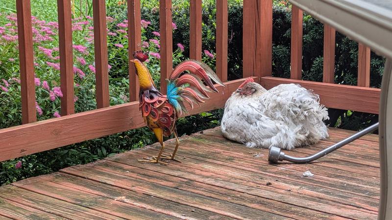 Duchess is an example of my large bodied hens. Looking lovely with their "rooster."