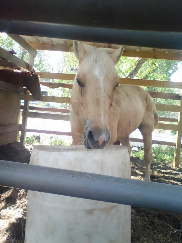 Just got the new horse