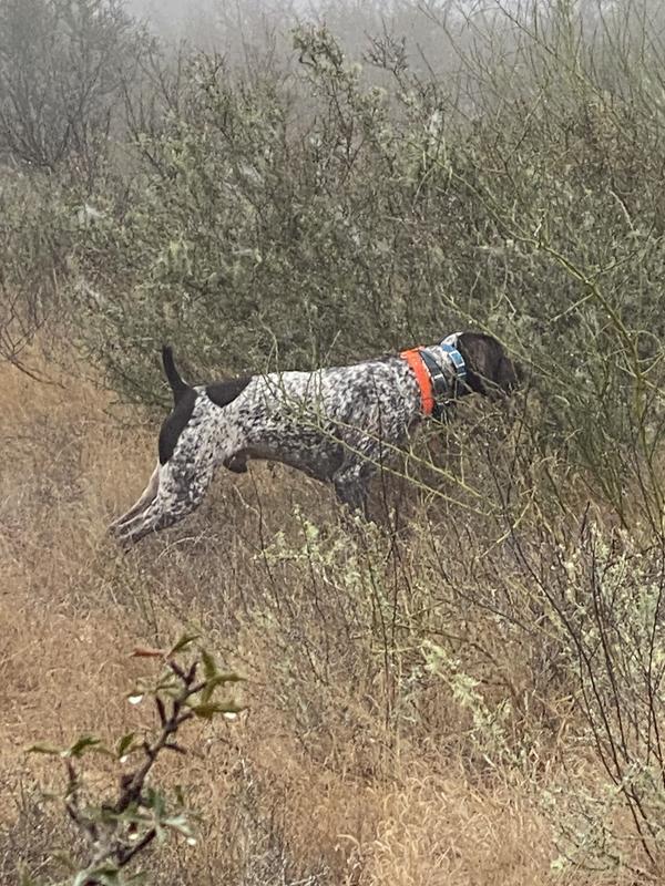 Texas quail hunting with Rip