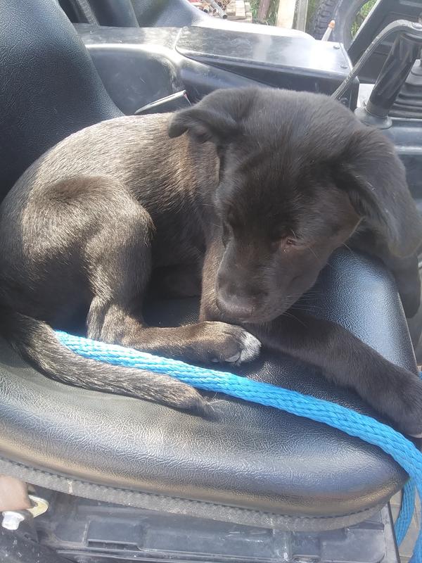 hooch as a puppy