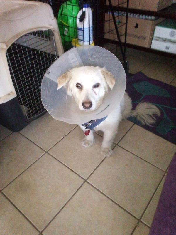 Sir Pepper of the Roni