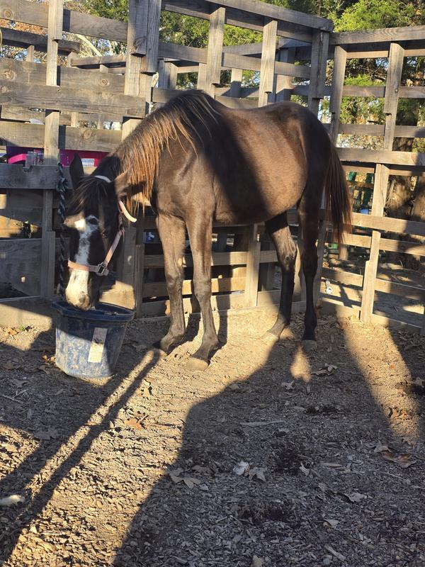 My rescue that nutrina products helped me transform.