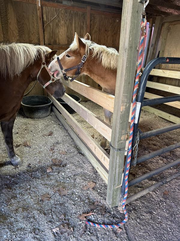 Dolly meets bob the belgian colt.