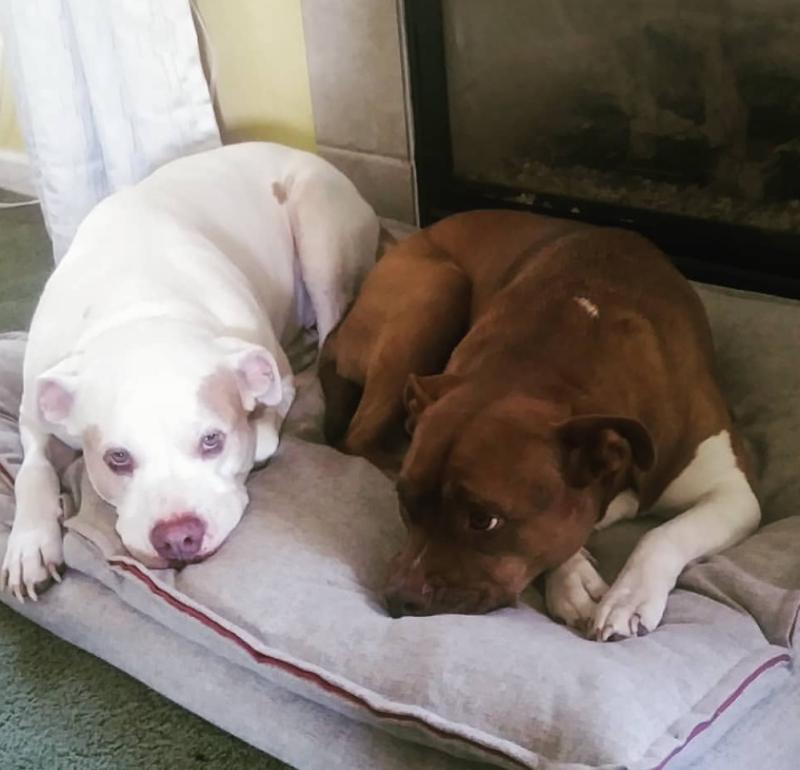 rachael ray turkey and venison dog food