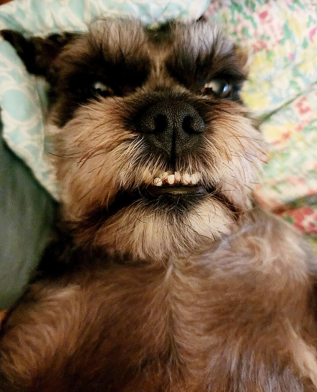 Nulo Chicken Sweet Potato In Broth Signature Stew For Small