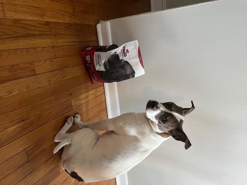 Challenger High-Protein Kibble Alpine Ranch Beef, Lamb & Pork