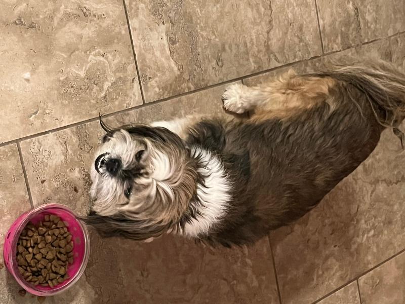 Challenger High-Protein Kibble Northern Catch Haddock, Salmon
