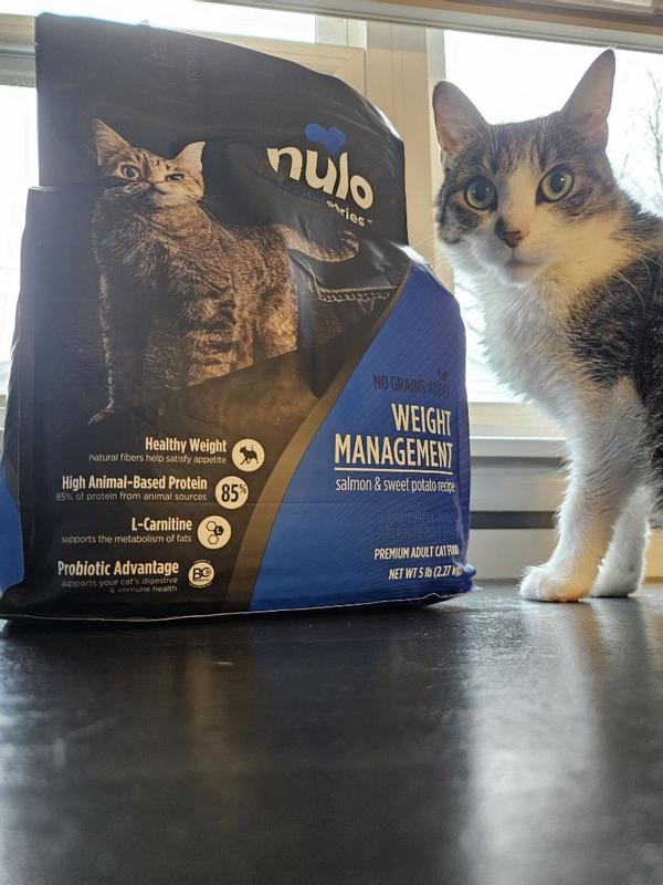 Losing Weight My Cat Lost Appetite Improve Your Cat's Liver Health