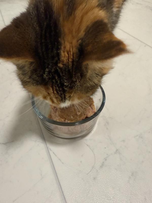 MedalSeries Cat Kitten Chicken Salmon Recipe In Broth Nulo