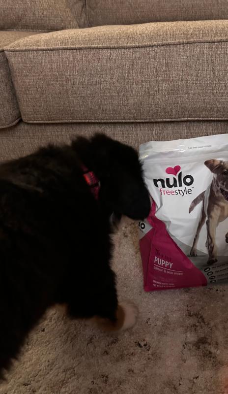 Nulo FreeStyle Dry Food For Puppies Salmon Peas