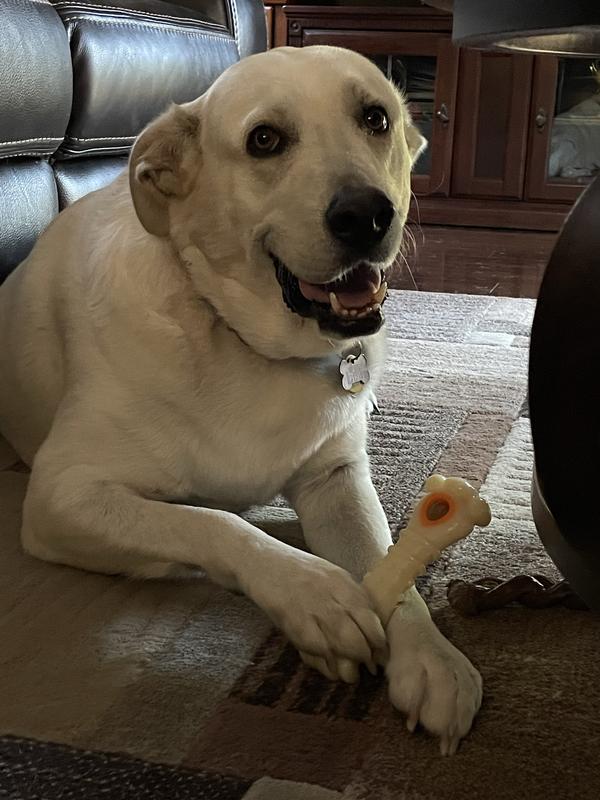 Power Chew Knuckle Bone & Pop-In Treat Toy Combo