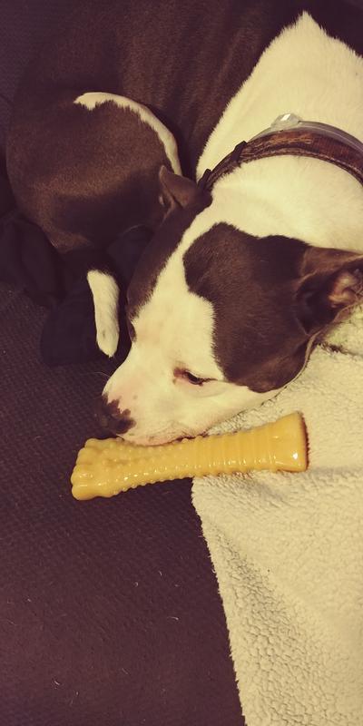 She us very protective of her toy