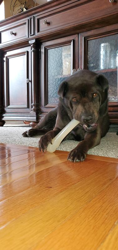 Perfect for our sharpei!