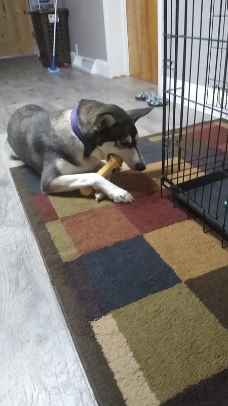 My dog's favorite toy