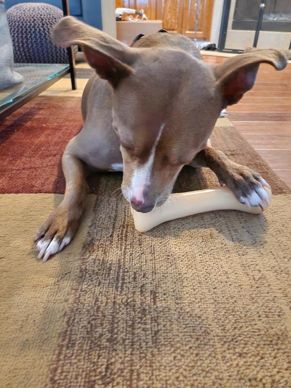 50lb Bender thinks it is a pretty good chew toy