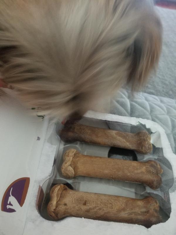 Dog ate a store nylabone