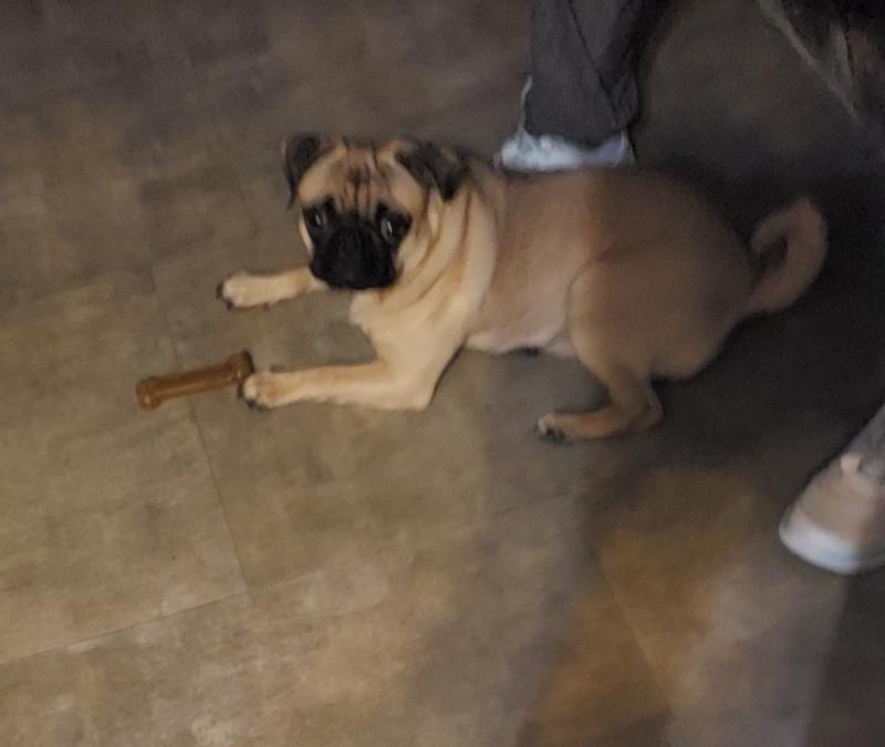 My New Chicken Chew Bone