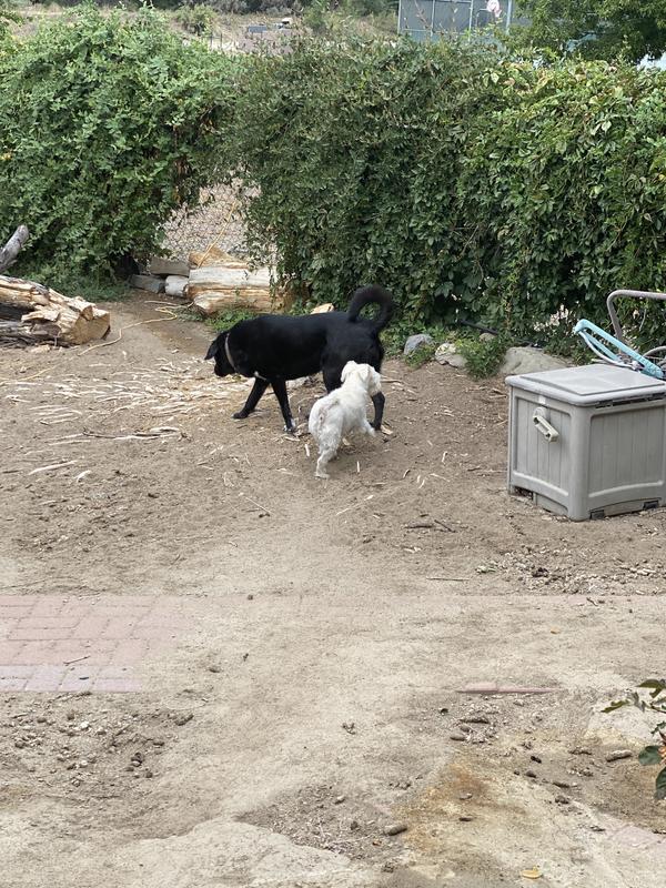 Both dogs