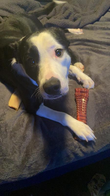 My puppy with her new toy