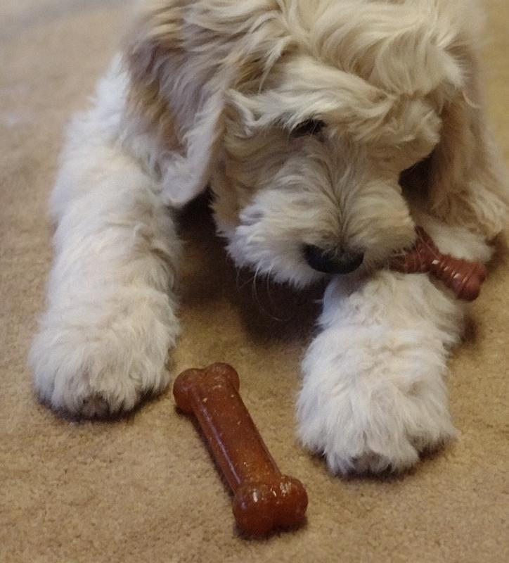 Tucker playing with both chew toys
