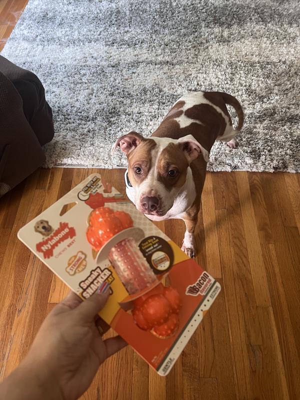 Order now dog chew treat dispenser for your Pitbull