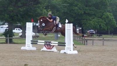 Buddhaful competeing in a level 0 jumper class. Now we don't have to worry as much about tying up!