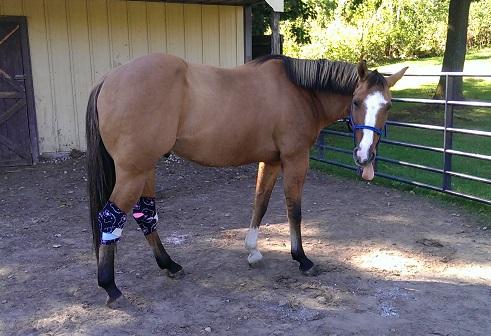 Zeus showing off his poulticed hocks