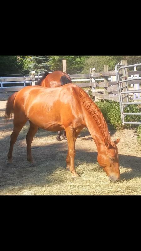 1 month on smart essential smartpak