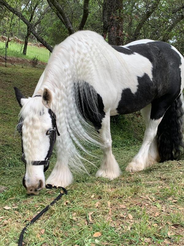 Almost 1 year later being on omega Horseshine complete