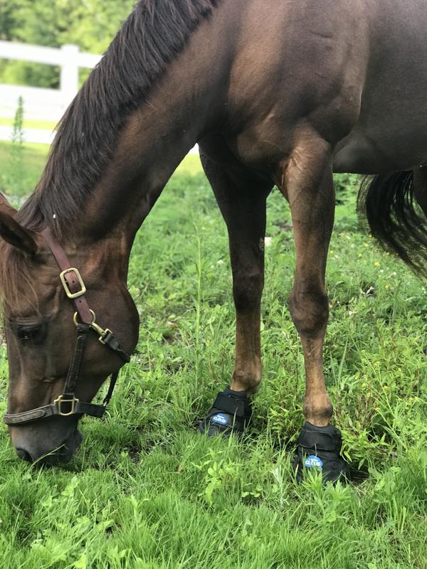 First day off stall rest! Well protected with her boots