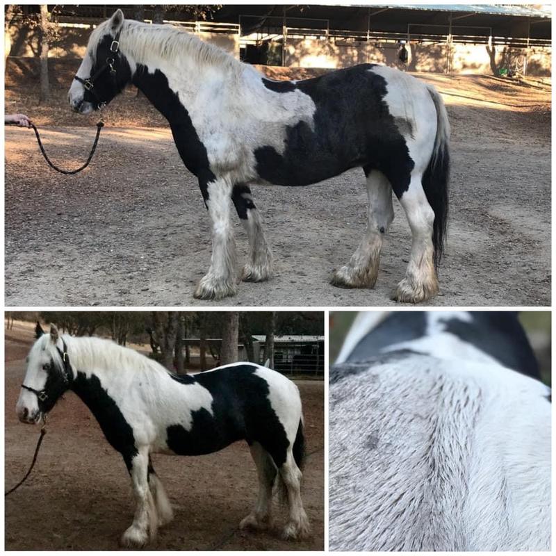 My rescue gypsy vanner