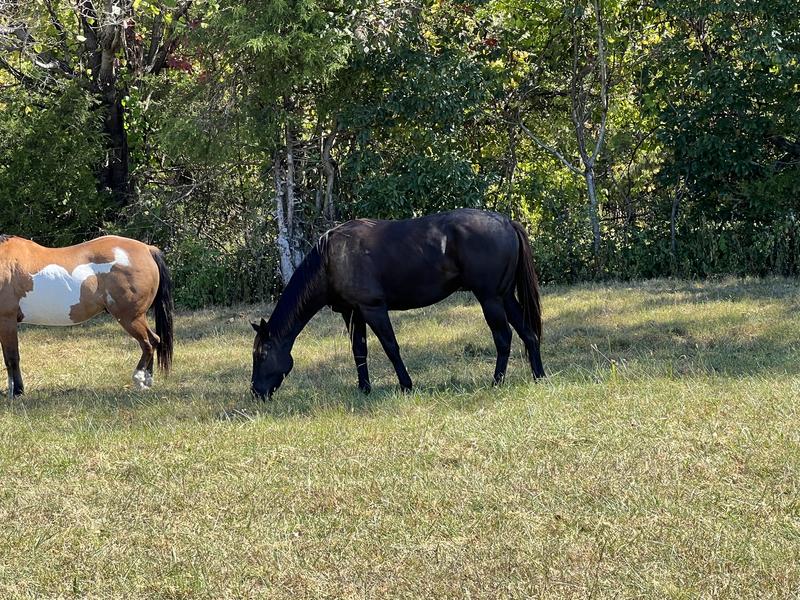 October he now weighs 1088 lbs