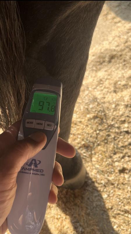 Unpoulticed leg for comparison