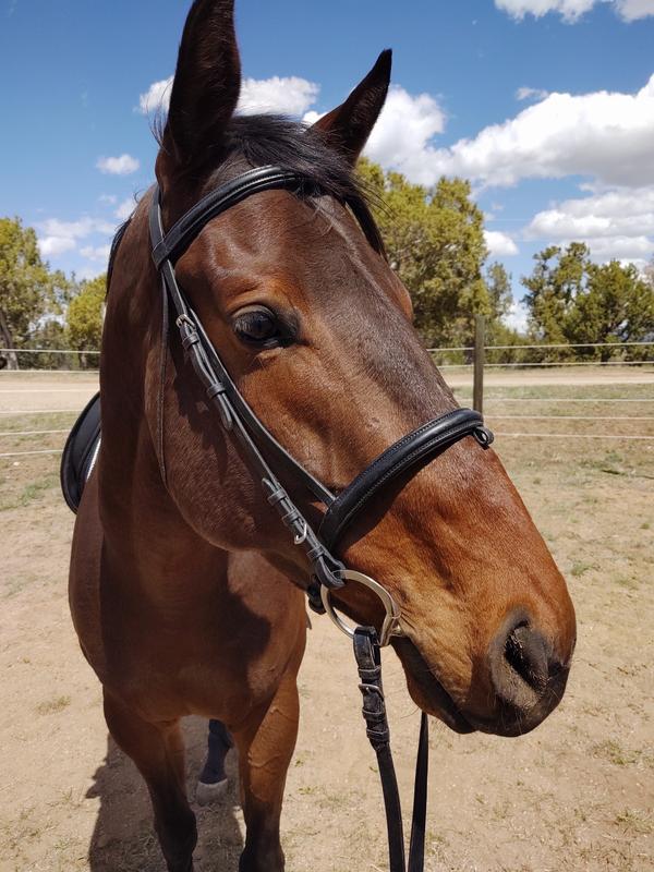 Baby horse showing off his shine