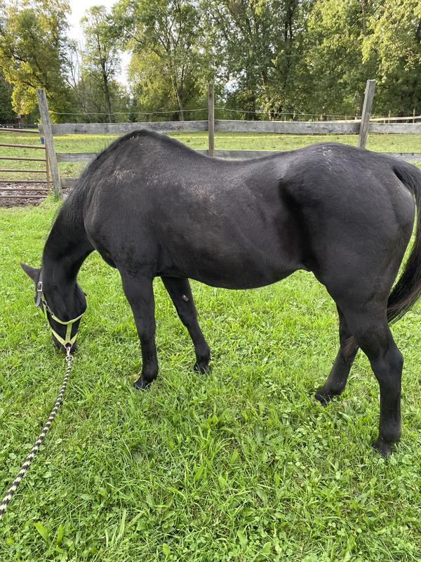 My boy after a few months on supplements from smartpak