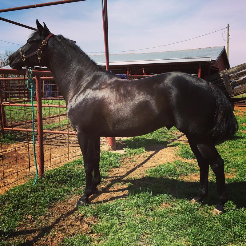 My gelding staying nice and hydrated!