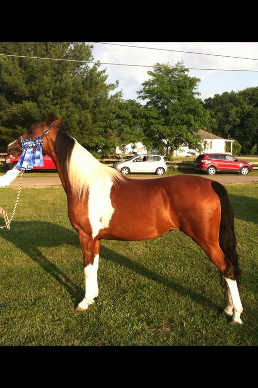 TK Moonstruck. Adult, English, & Open Halter Winner OVWSC 2015