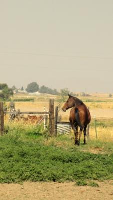 SS Shadow Lake, my 'project' horse..and doing very well, I am super impressed with her progress!