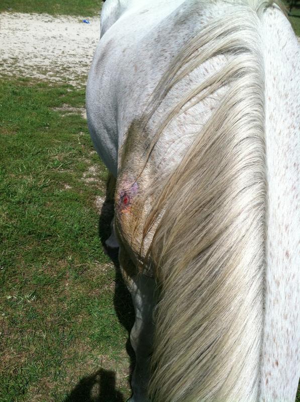 This is large and infected these sores get.