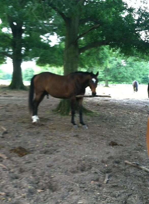 He also enjoys carrying around sticks, just 1 of his field antics